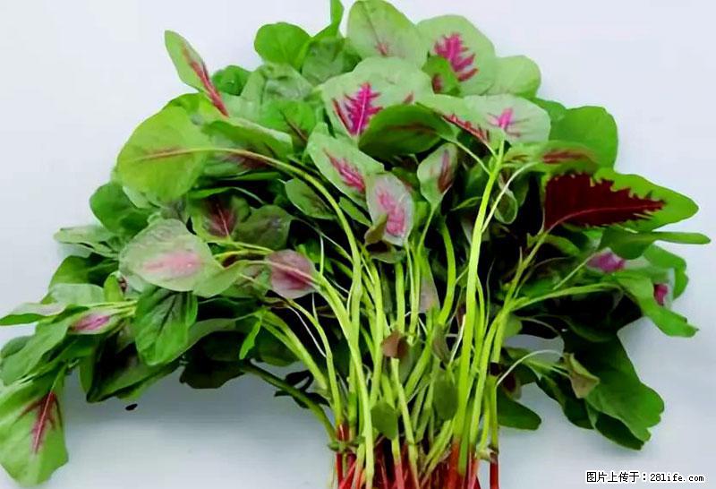 这些蔬菜是“天然钙片”，这6种被医生重点推荐 - 凉山生活资讯 - 凉山28生活网 liangshan.28life.com