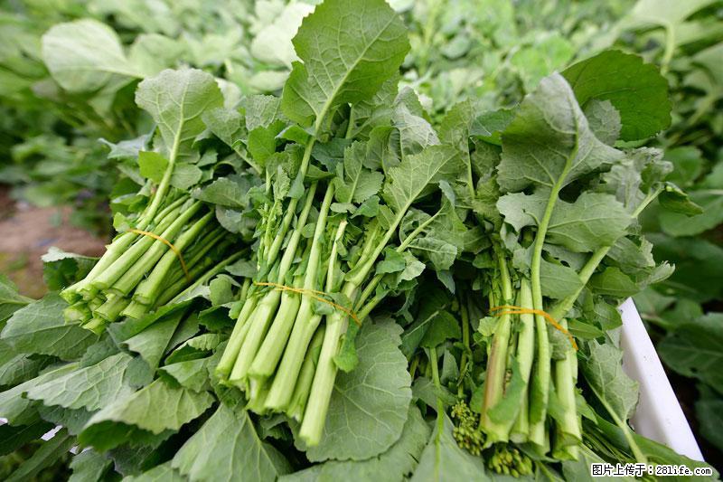 这些蔬菜是“天然钙片”，这6种被医生重点推荐 - 凉山生活资讯 - 凉山28生活网 liangshan.28life.com